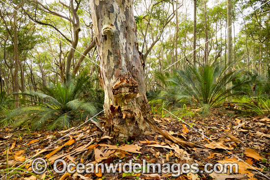 Spotted Gum forest photo Spotted Gum forest photo