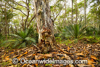 Spotted Gum forest Photo - Gary Bell