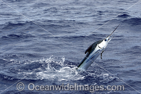 White Marlin photo