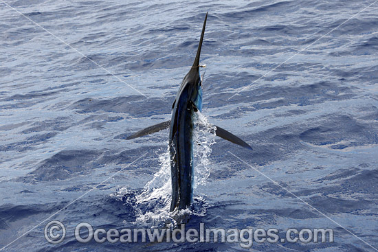 White Marlin Kajikia albidus photo White Marlin Kajikia albidus photo