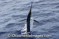 White Marlin Kajikia albidus Photo - John Ashley