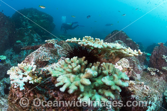Mass Coral Bleaching photo Mass Coral Bleaching photo