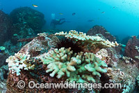 Mass Coral Bleaching Photo - Gary Bell