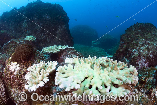 Mass Coral Bleaching photo Mass Coral Bleaching photo