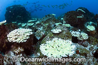 Mass Coral Bleaching Photo - Gary Bell