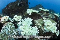 Mass Coral Bleaching Photo - Gary Bell