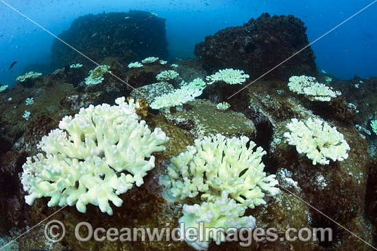 Mass Coral Bleaching photo Mass Coral Bleaching photo