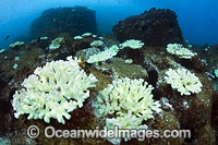Mass Coral Bleaching Photo - Gary Bell