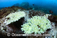 Mass Coral Bleaching Photo - Gary Bell