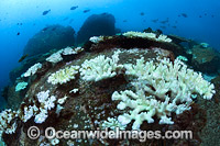 Mass Coral Bleaching Photo - Gary Bell
