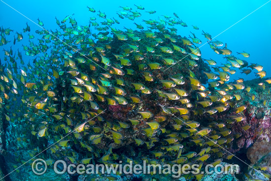 Black-tipped Bullseye schooling photo Black-tipped Bullseye schooling photo
