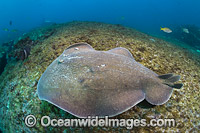 Coffin Ray Photo - Gary Bell