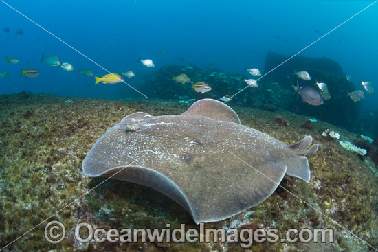 Coffin Ray photo