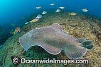 Coffin Ray Photo - Gary Bell