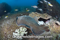 Electric Ray Photo - Gary Bell
