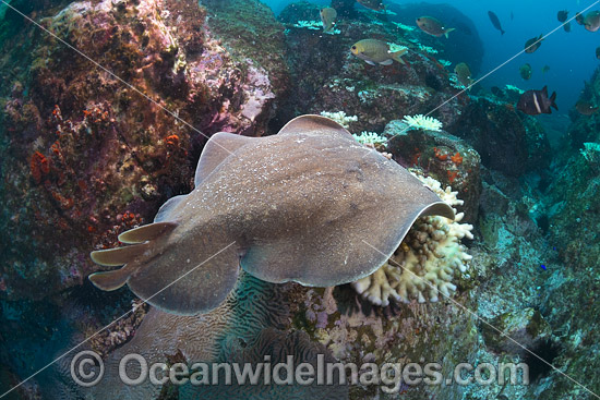 Electric Ray photo Electric Ray photo