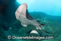 Blotched Fantail Ray Photo - Gary Bell
