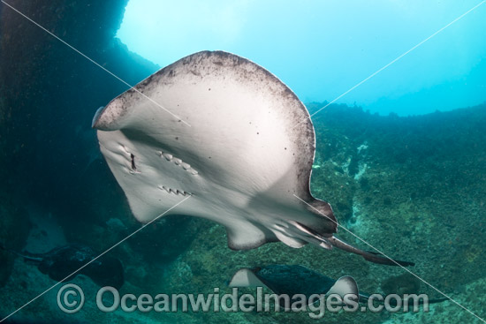 Blotched Fantail Ray photo