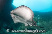 Blotched Fantail Ray Photo - Gary Bell