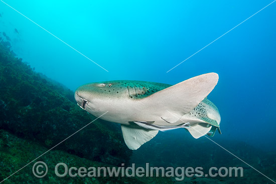 Leopard Shark Coffs Harbour photo Leopard Shark Coffs Harbour photo