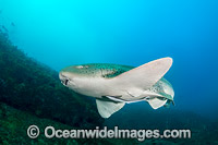 Leopard Shark Coffs Harbour Photo - Gary Bell