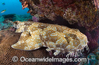 Spotted Wobbegong Shark Photo - Gary Bell