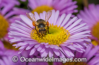 Honey Bee on Daisy Photo - Gary Bell