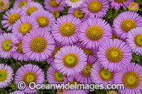 Daisy Photo - Gary Bell
