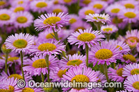 Daisies Photo - Gary Bell