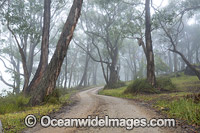 Track to Arthurs Seat Photo - Gary Bell