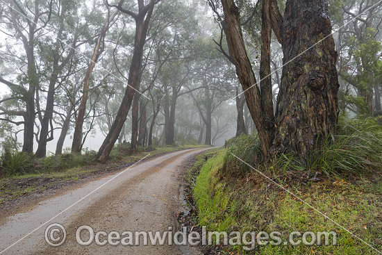 Track through Eucalypt Forest photo Track through Eucalypt Forest photo