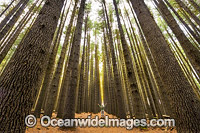 Sugar Pine Forest Photo - Gary Bell