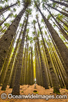 Sugar Pine Forest Photo - Gary Bell