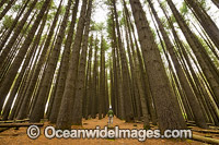 Sugar Pine Forest Photo - Gary Bell