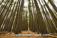 Sugar Pine Forest Photo - Gary Bell