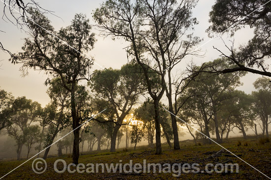 Eucalypt forest at sunrise photo Eucalypt forest at sunrise photo