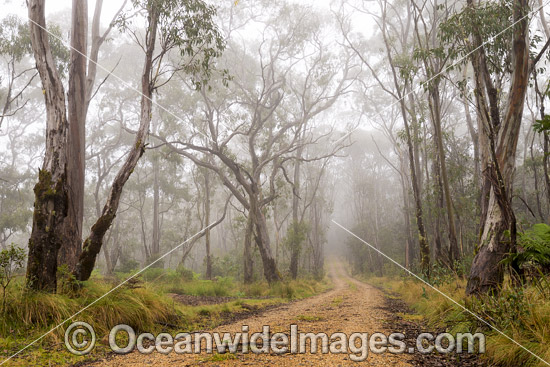 Snow Gum Forest in Gondwana Rainforest photo Snow Gum Forest in Gondwana Rainforest photo