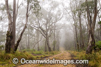 Snow Gum Forest in Gondwana Rainforest Photo - Gary Bell