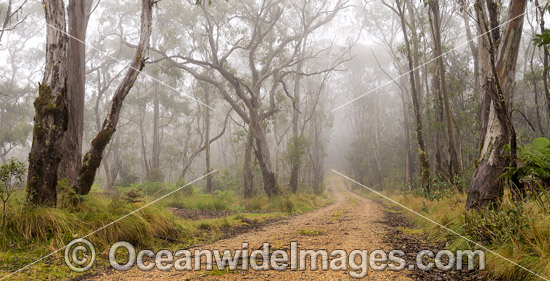 Snow Gums in Gondwana Rainforest photo Snow Gums in Gondwana Rainforest photo