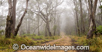 Snow Gums in Gondwana Rainforest Photo - Gary Bell