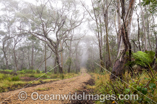 Snow Gum Forest photo Snow Gum Forest photo