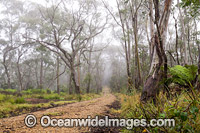 Snow Gum Forest Photo - Gary Bell