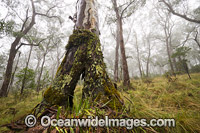 Snow Gums in Gondwana Rainforest Photo - Gary Bell
