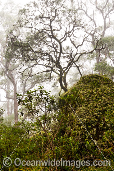 Snow Gums forest in mist photo Snow Gums forest in mist photo
