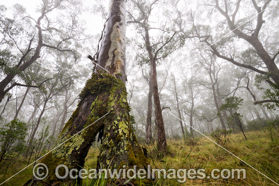 Snow Gums in Gondwana Rainforest photo Snow Gums in Gondwana Rainforest photo