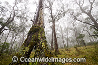 Snow Gums in Gondwana Rainforest Photo - Gary Bell