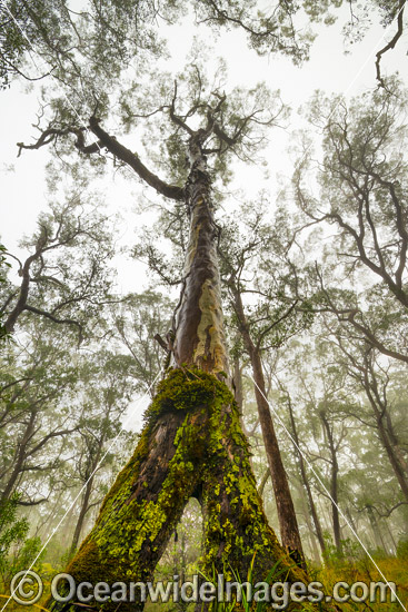 Old eucalypt snow gum tree photo Old eucalypt snow gum tree photo