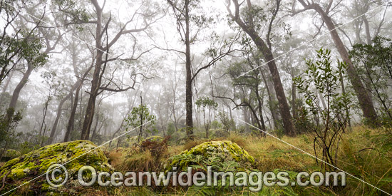 Snow Gums in Gondwana Rainforest photo Snow Gums in Gondwana Rainforest photo
