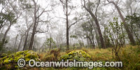 Snow Gums in Gondwana Rainforest Photo - Gary Bell