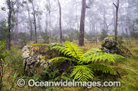 Snow gum New England National Park Photo - Gary Bell